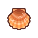 Scallop